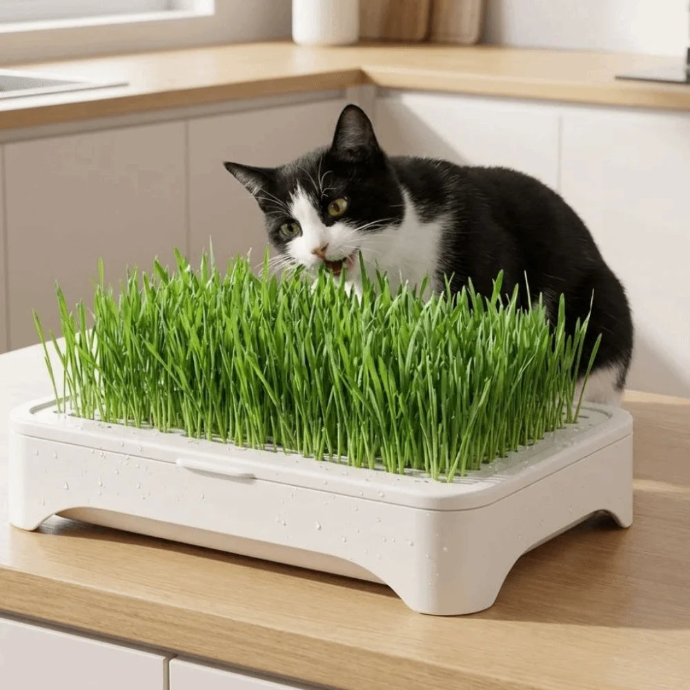 Plantador de Hierba para Gatos — Bandeja Hidropónica Autosuficiente, Fácil de Usar
