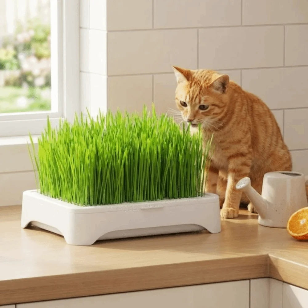 Plantador de Hierba para Gatos — Bandeja Hidropónica Autosuficiente, Fácil de Usar