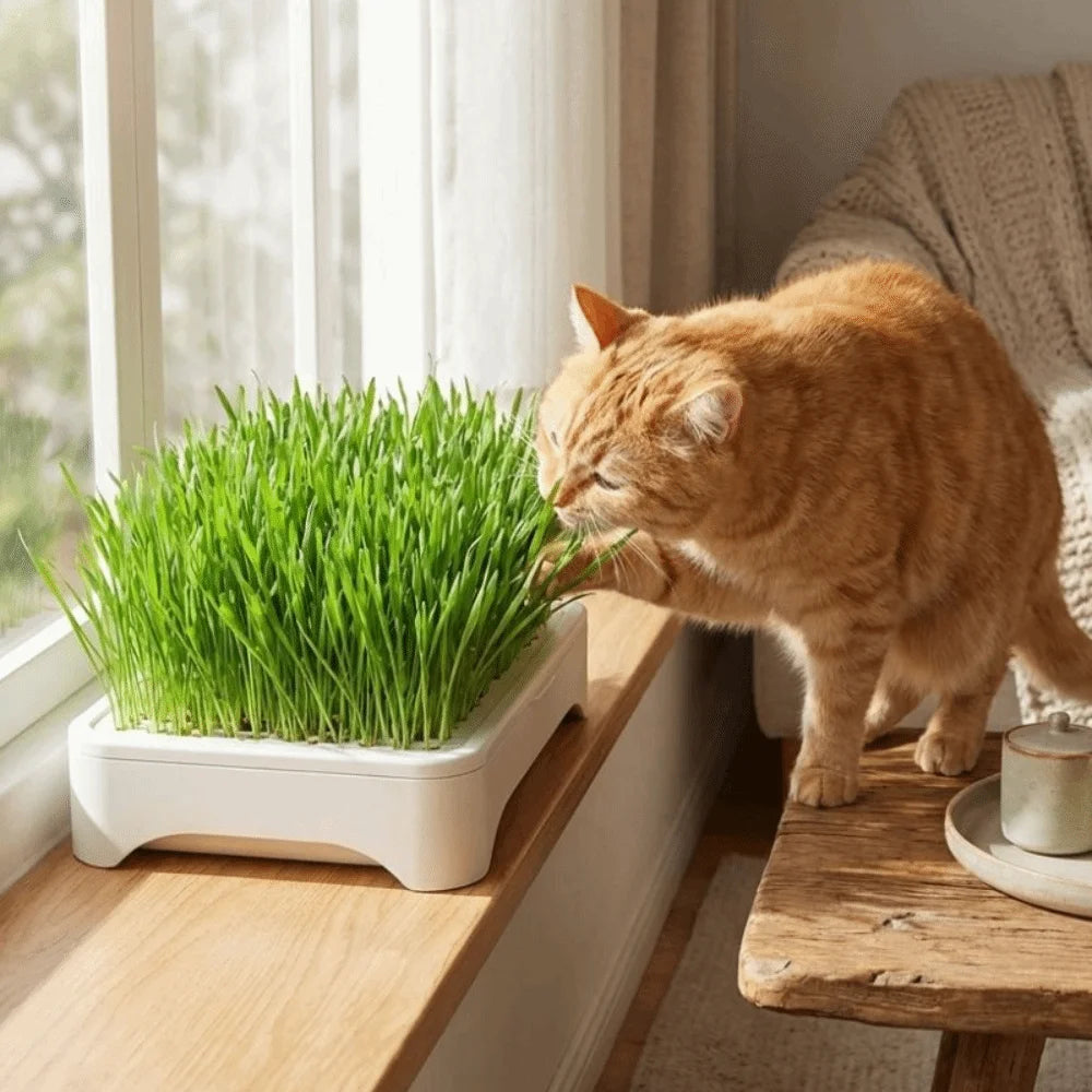 Plantador de Hierba para Gatos — Bandeja Hidropónica Autosuficiente, Fácil de Usar
